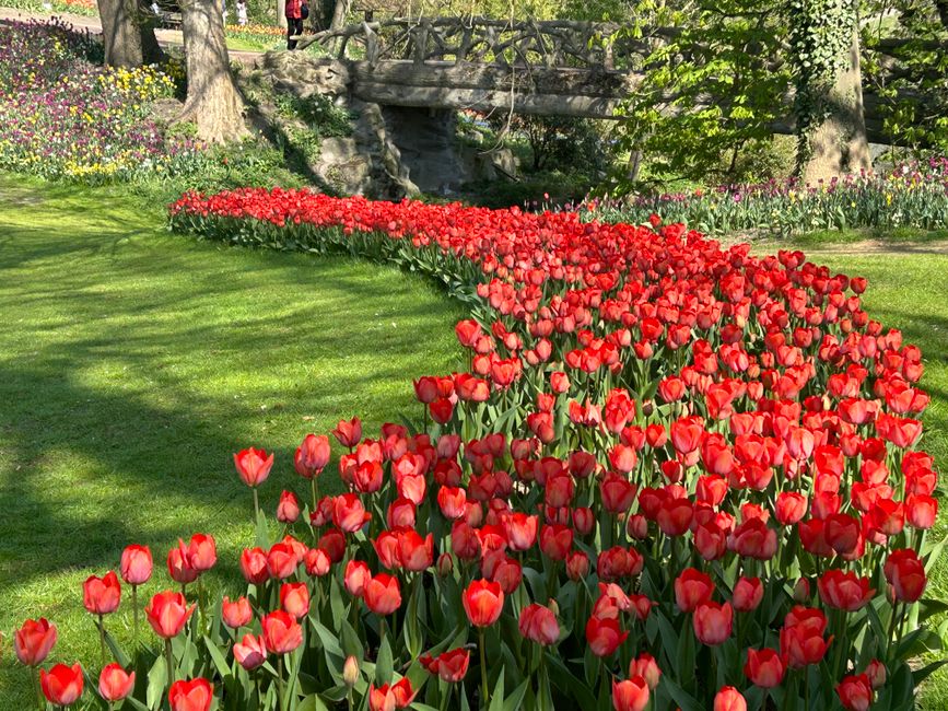 A vibrant flowerbed of bright red tulips with green stems and leaves, arranged in a dense, flowing pattern along a garden path. The tulips are in full bloom, showcasing smooth petals with slight sheen