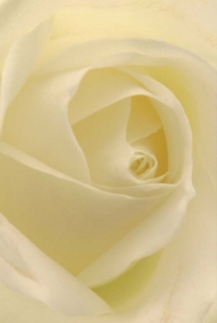Viewed up close, this elegant white rose arrangement captures the tranquil sophistication that defines Holland Park's floral artistry. Each petal is layered with remarkable precision, spiraling from the delicate, almost translucent outer edges towards a creamy, matte heart, inviting admiration for its natural symmetry. The interplay of light and shadow across the bloom enhances its depth, as if the flower glows softly from within, much like the gentle morning sun flooding the glasshouses of nearby Holland Park Avenue. There's a refined serenity in the rose's form-the snow-white tones blending seamlessly with hints of soft cream, embodying both purity and understated resilience. With its quiet beauty, this rose makes a fitting gesture for occasions marked by love or solemnity: a wedding, an anniversary, or a heartfelt apology. As a florist serving the community from the grand houses of Abbotsbury Road to the vibrant boutiques along Clarendon Road, I often select such blooms for their ability to communicate profound emotion without a single word. The almost imperceptible fragrance, crisp and calming, drifts through the room, imbuing the space with a sense of peace. Whether chosen for a celebration or as a token of remembrance, this rose remains an enduring symbol of grace, thoughtfully arranged and delivered throughout Holland Park by hands that understand the significance of every petal.